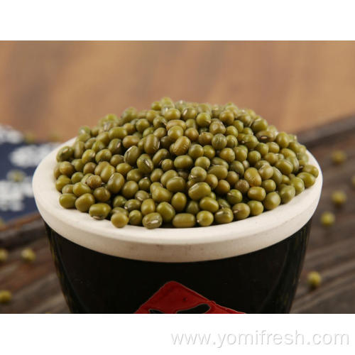 Mung Bean